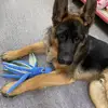 Fun Chew Toy for Dogs Durable Dog Toy Durable Octopus Dog Toy Fun Squeaky Bite-resistant Puppy Chew Toy for Small Dogs Pet 3