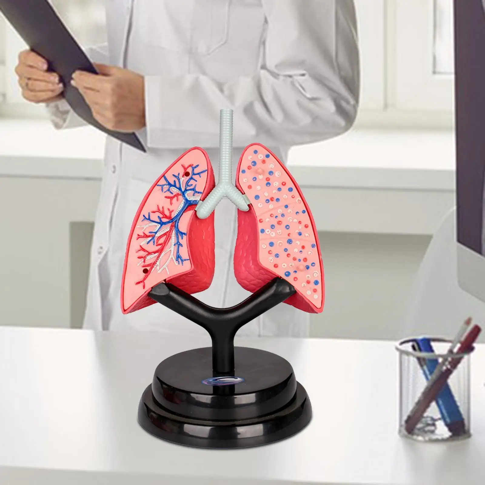 Respiratory System Model Human Lung Model for Demonstration Home Preschool