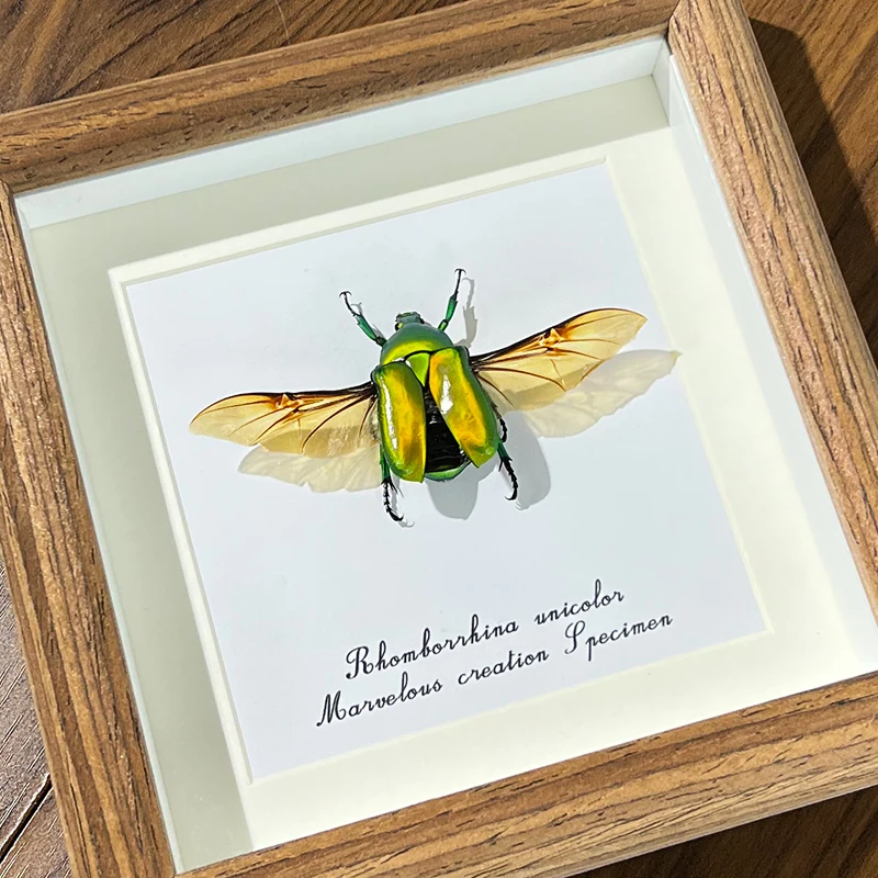 

Real Insects Specimen Photo Frame Decorative Painting Real Beetles Early Childhood Science Home Decorations Special Gifts Crafts