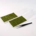 Summer Green Set