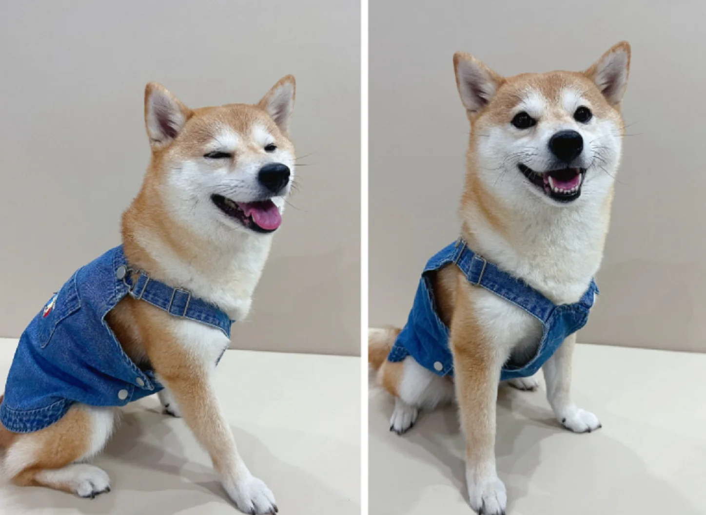 Sleeveless Jean Suspenders for Dogs, Dog Clothes