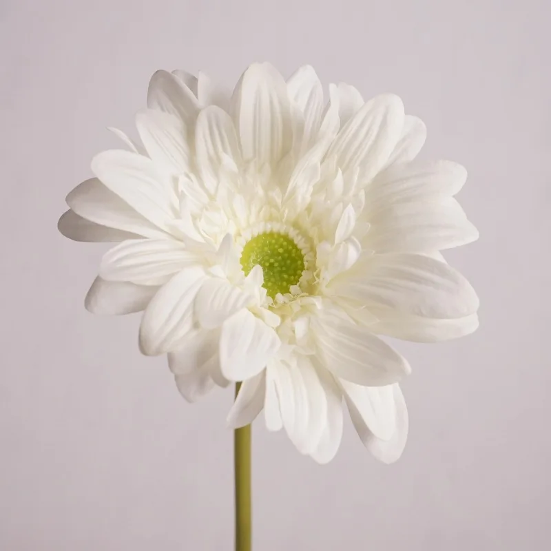 White gerbera
