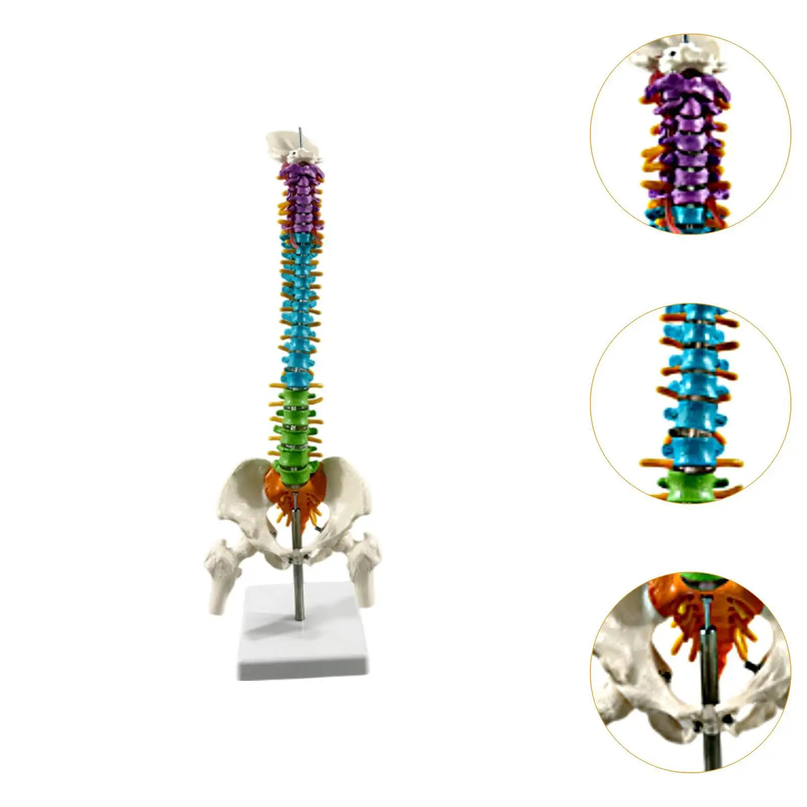 Flexible Human Spine Model 5