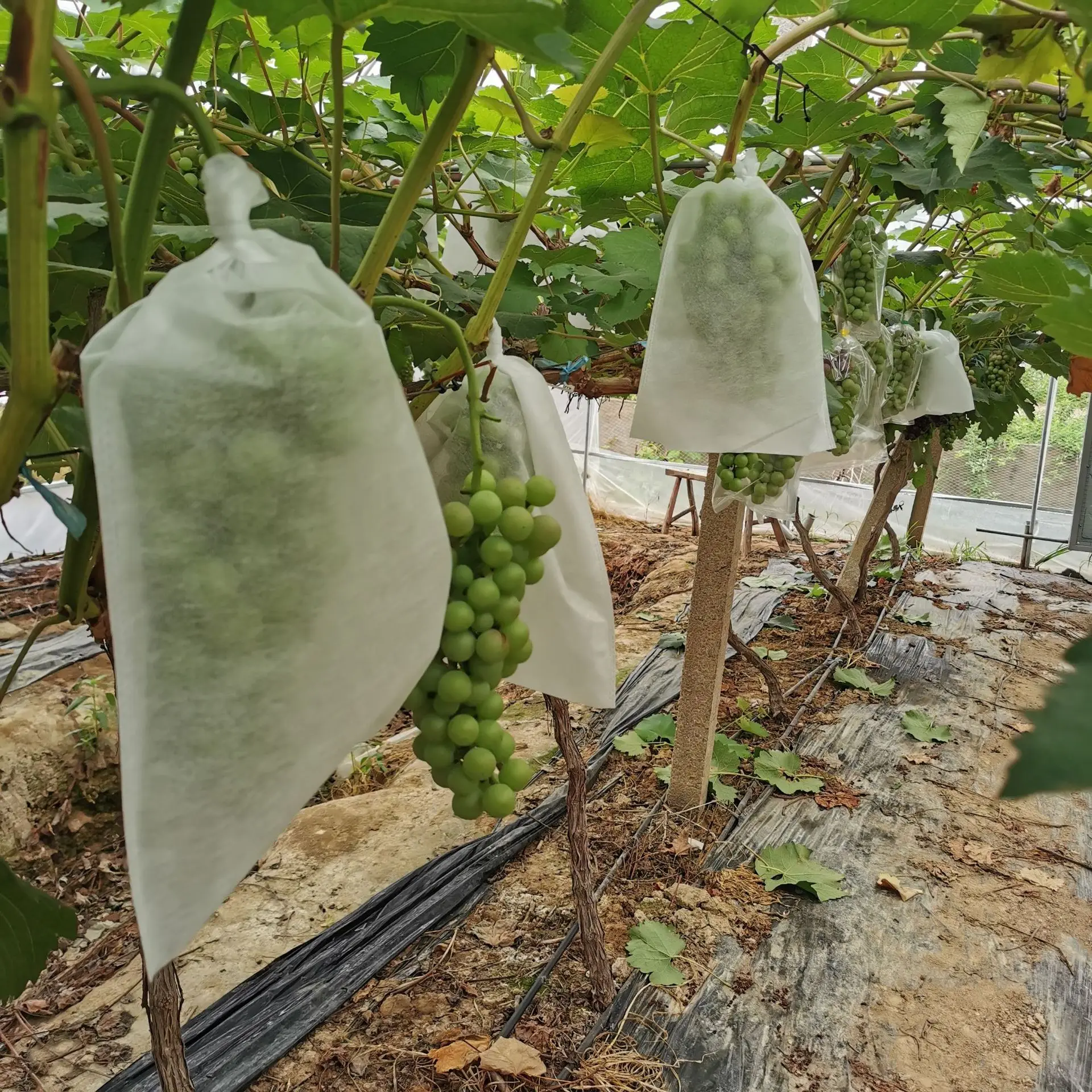 Anyone else using these organza bags? Last year my fruits got decimated by  critters. Fingers crossed they work, got small ones for the figs and other  stuff : r/gardening