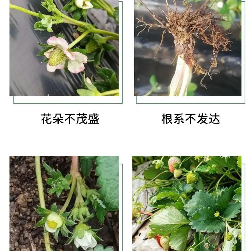 Strawberry Special Fertilizer Fertilizer Horticultural Pot Nutrition