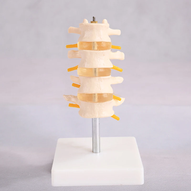 Chinon Human Spine Lumbar Vertebrae Cervical Pelvis Skeleton Model Medicine Student Medical Science Teaching Sources Supply