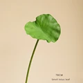 Lotus leaf - S