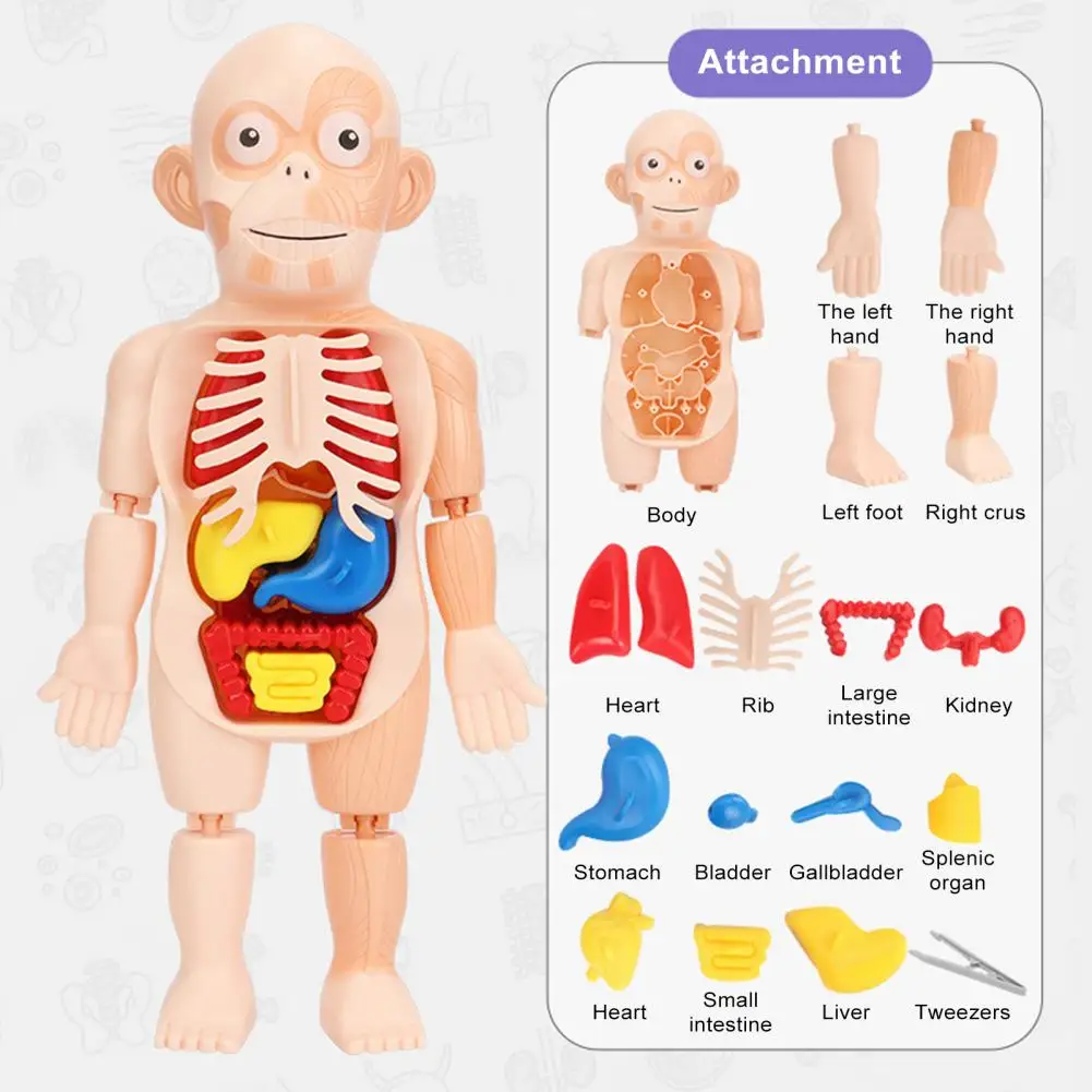 Ensemble de modèles d'anatomie d'organe pour enfants, jouets de puzzle, comprend 11 cartes d'analyse, corps d'assemblage d'organe structurel