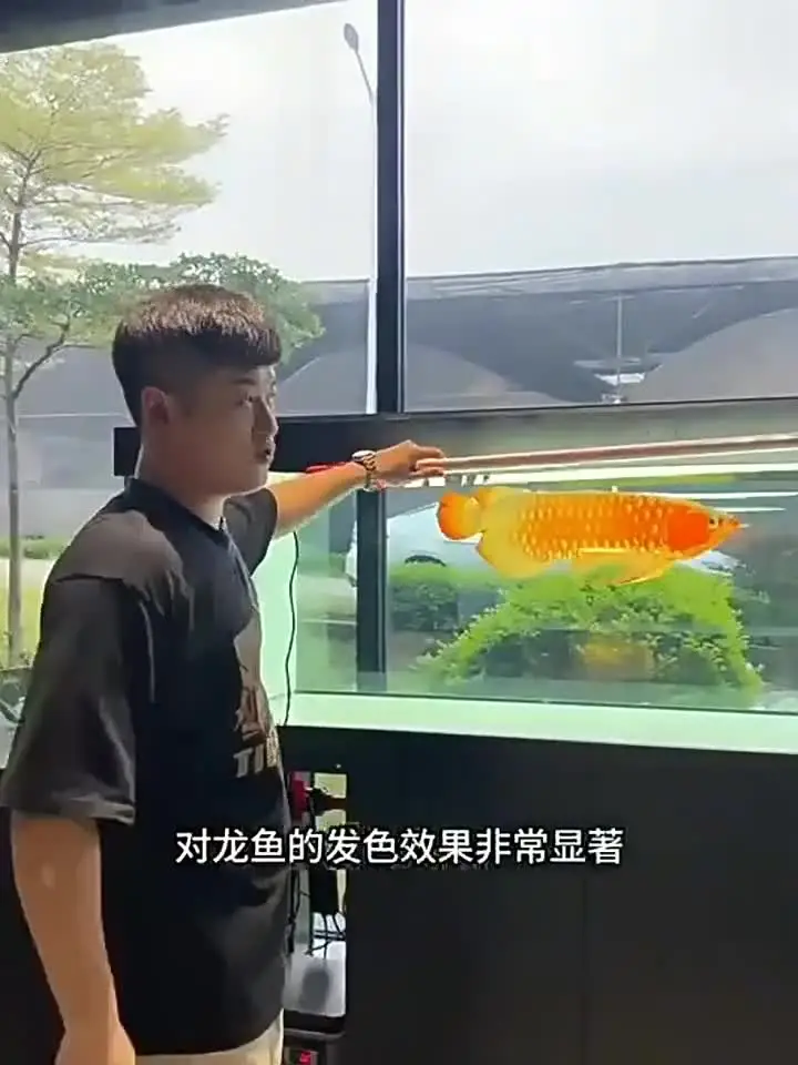 Светодиодная лента для аквариума Arowana лампа-амфибия T8 высокое прозрачное стекло