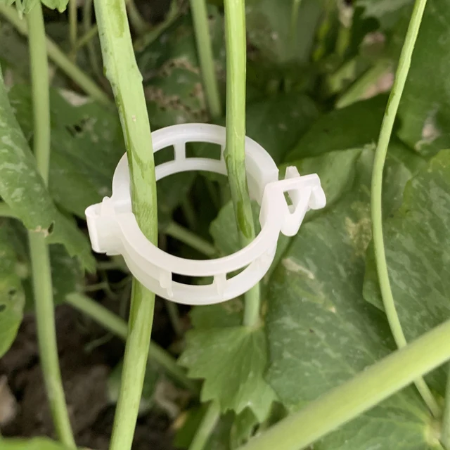 50/100 Darabos Sűrítő Növény Rögzített Oltó Szőlő Paradicsomszegény Kötött Szőlővel Ág Kertészeti Mezőgazdasági Növényi Klip