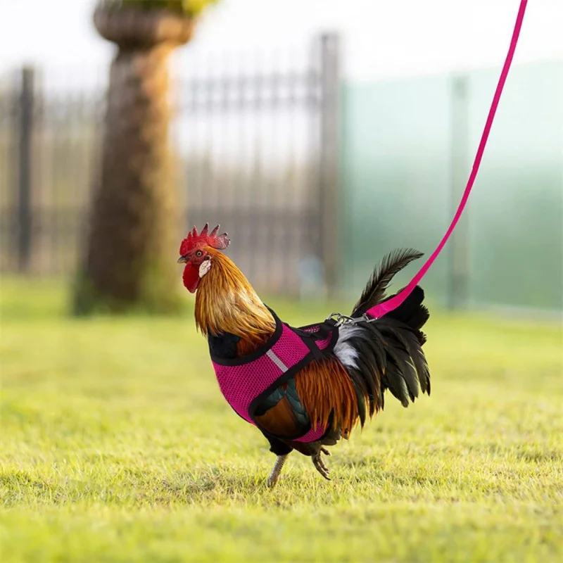 Adjustable Chicken Harness with Leash Comfortable Hen Vest Breathable Mesh Training Harness Vest for Duck Goose Small Pets Puppy