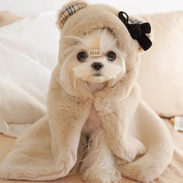 애완 동물을 위한 따뜻한 옷! 가을과 겨울을 위한 애완 동물용 옷을 소개합니다.
