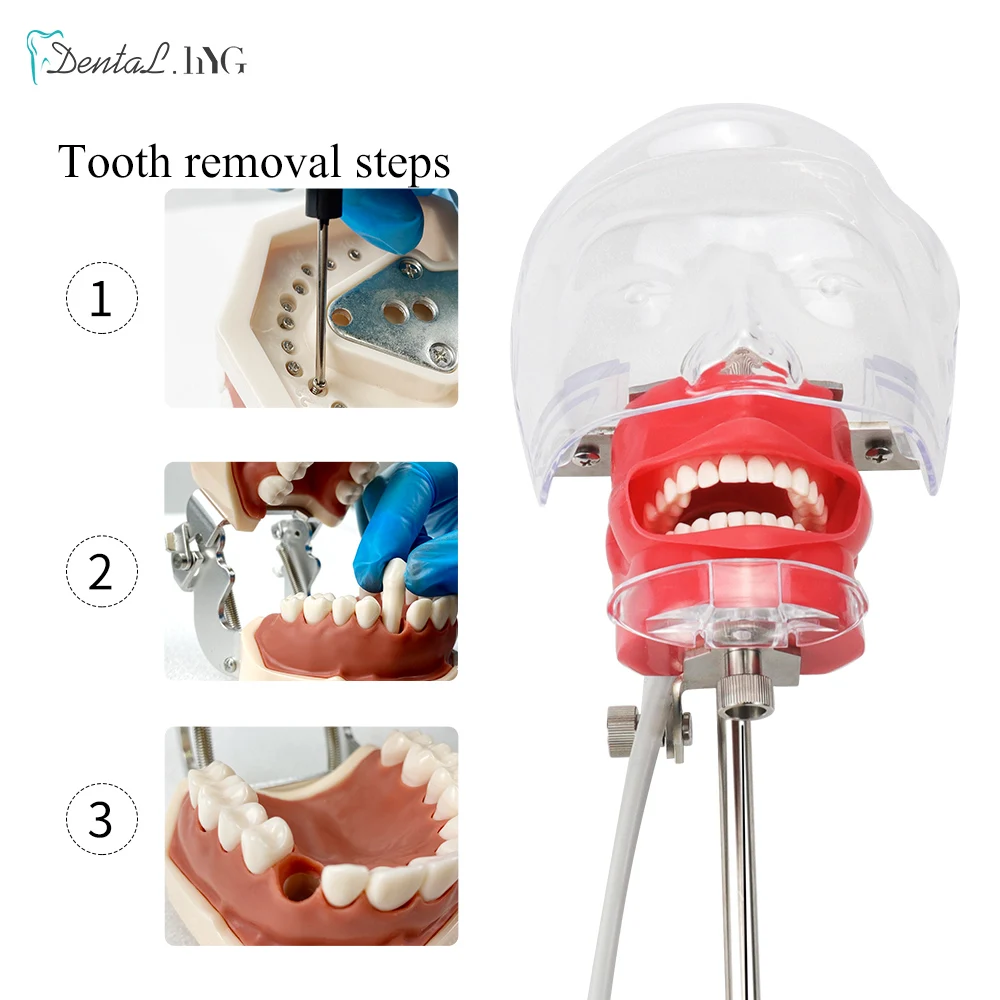 Modelo de cabeça simples simulador dental manequim fantasma com dentes para dentista treinamento prática de ensino estudo equipamento odontologia