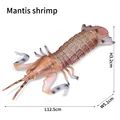 Mantis shrimp