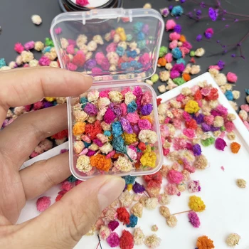Mini Dried Flowers Set 1
