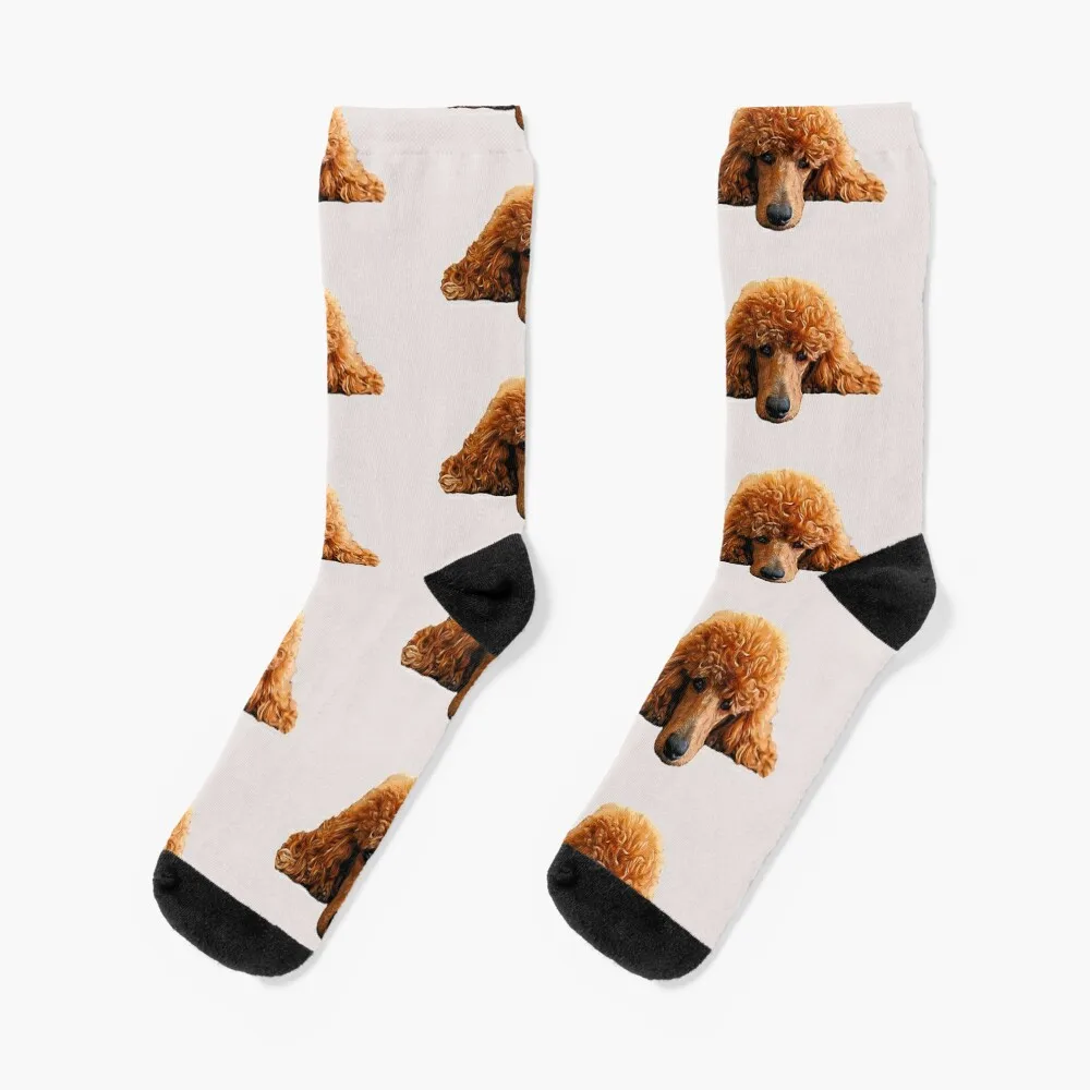 Poodle Gorgeous Poodle Face / Head Socks funny gift golf compression socks Socks Female Men's