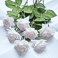 Light pink rose