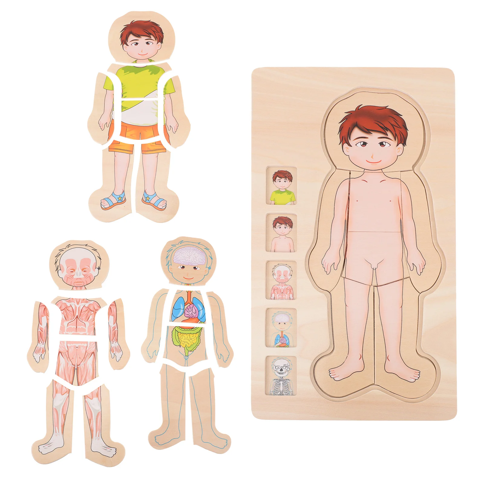 Rompecabezas cuerpo humano para niños, Juguetes estructura de madera de anatomía, modelo Montessori, inteligencia de capas de múltiples partes _ - AliExpress Mobile