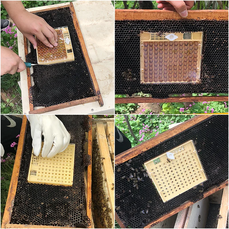 Beekeeping Tools Bee Breeding Box Queen Bee Cages