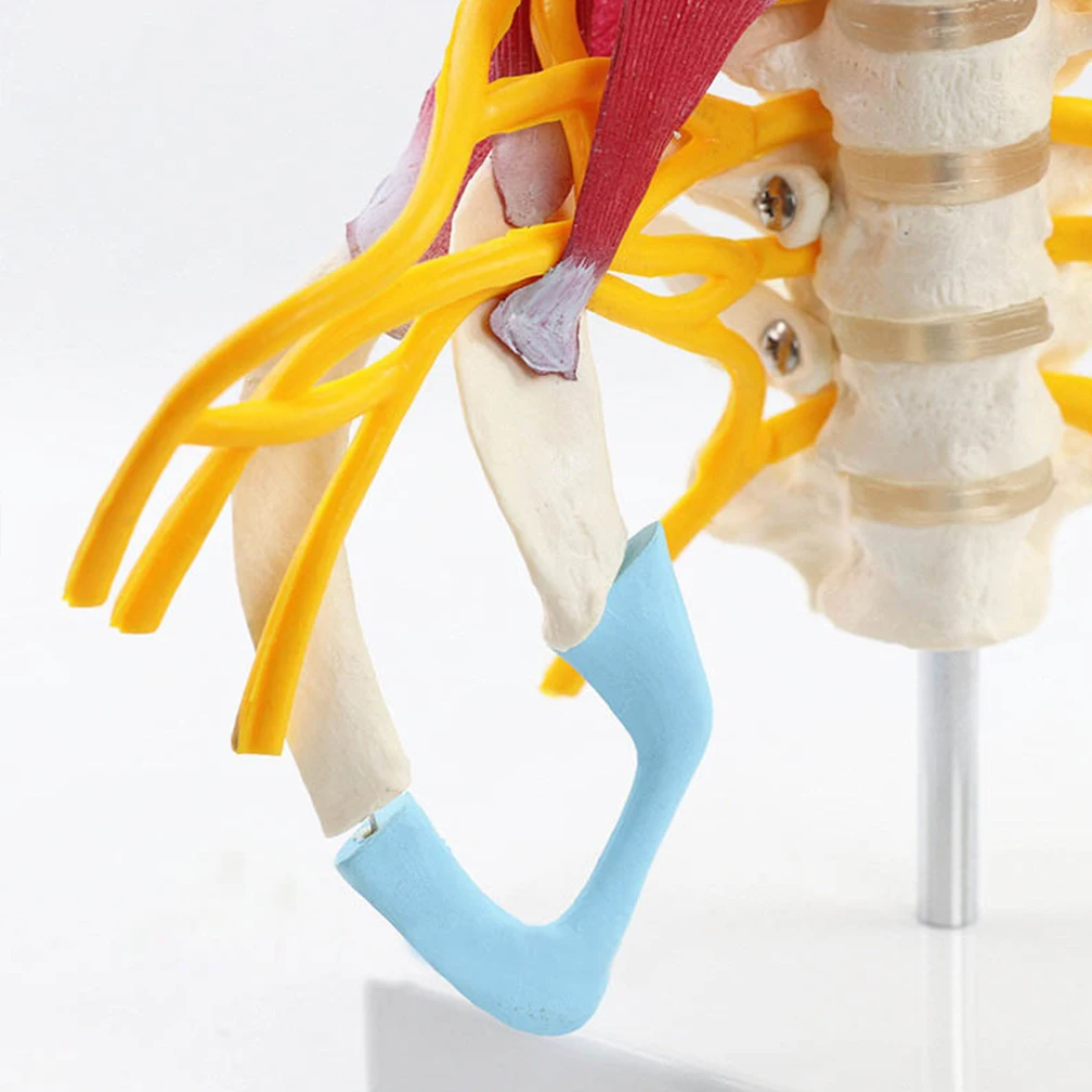 With Muscle Nerve Brainstem Occipital Bone Human Cervical Spine Anatomy Model Medical Science Teaching Resources 1:1 Detachable