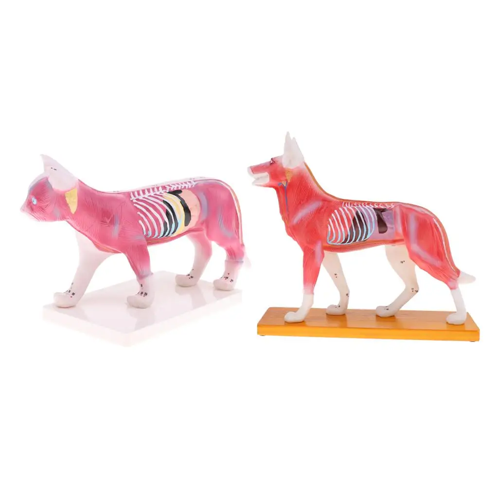 

Dog Canine + Cat Feline Model Professional Model with School Lab Study Model