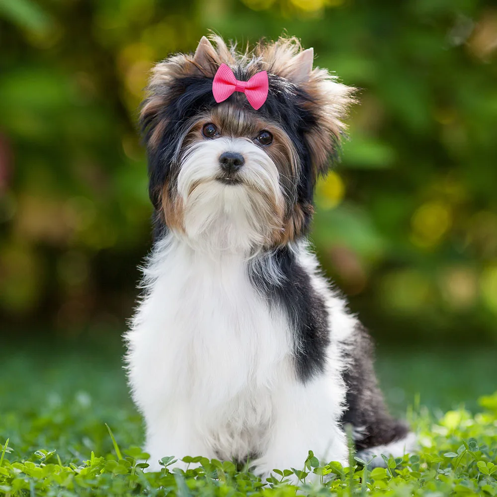 20pcs Cute Pet Dog Hair Bows Solid Grooming Bows with Rubber Band Gifts for Small Dogs Hand-made Headwear Dog Supplies 4