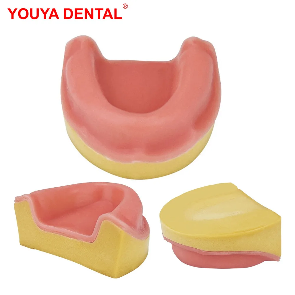 

Toothless Teeth Model Dental Implant Model For Practice Training Studying Teaching Demonstration Students Exam Models With Gums