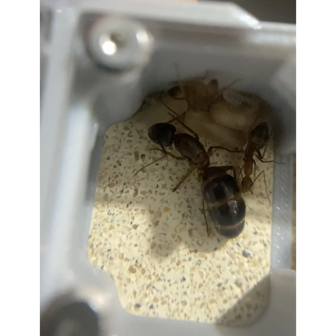 Ant farm for ants keeper anthill ant nest for new ant queen and small colony beginner starter birthday toy