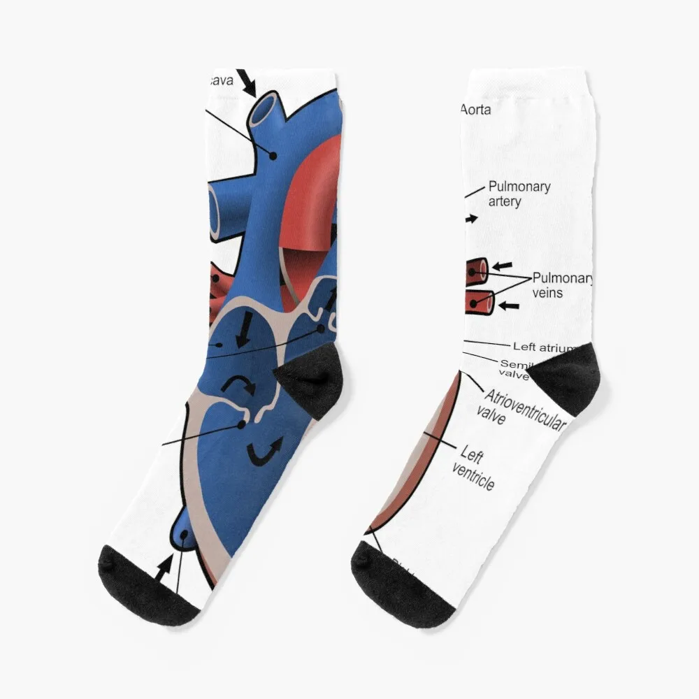 Cross sectional diagram of the heart. Socks Compression Socks Women women beauty slim cross cover cellulite fork compression abs shaping pants сексуальное нижее белье underwear for sex lenceria sh