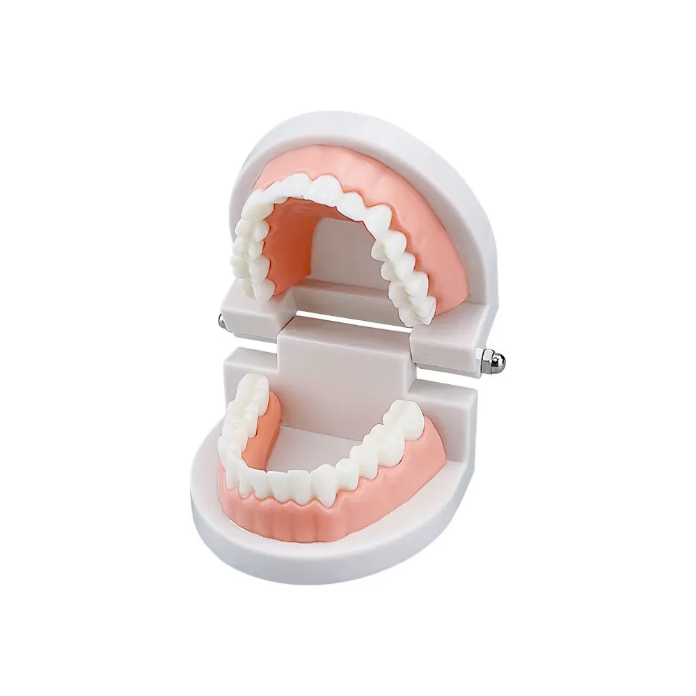 1pcs Cheap Standard Dental Model Teeth Teaching Model Plastic Teeth Model For Dentist Dental Students Studying Education Display 3