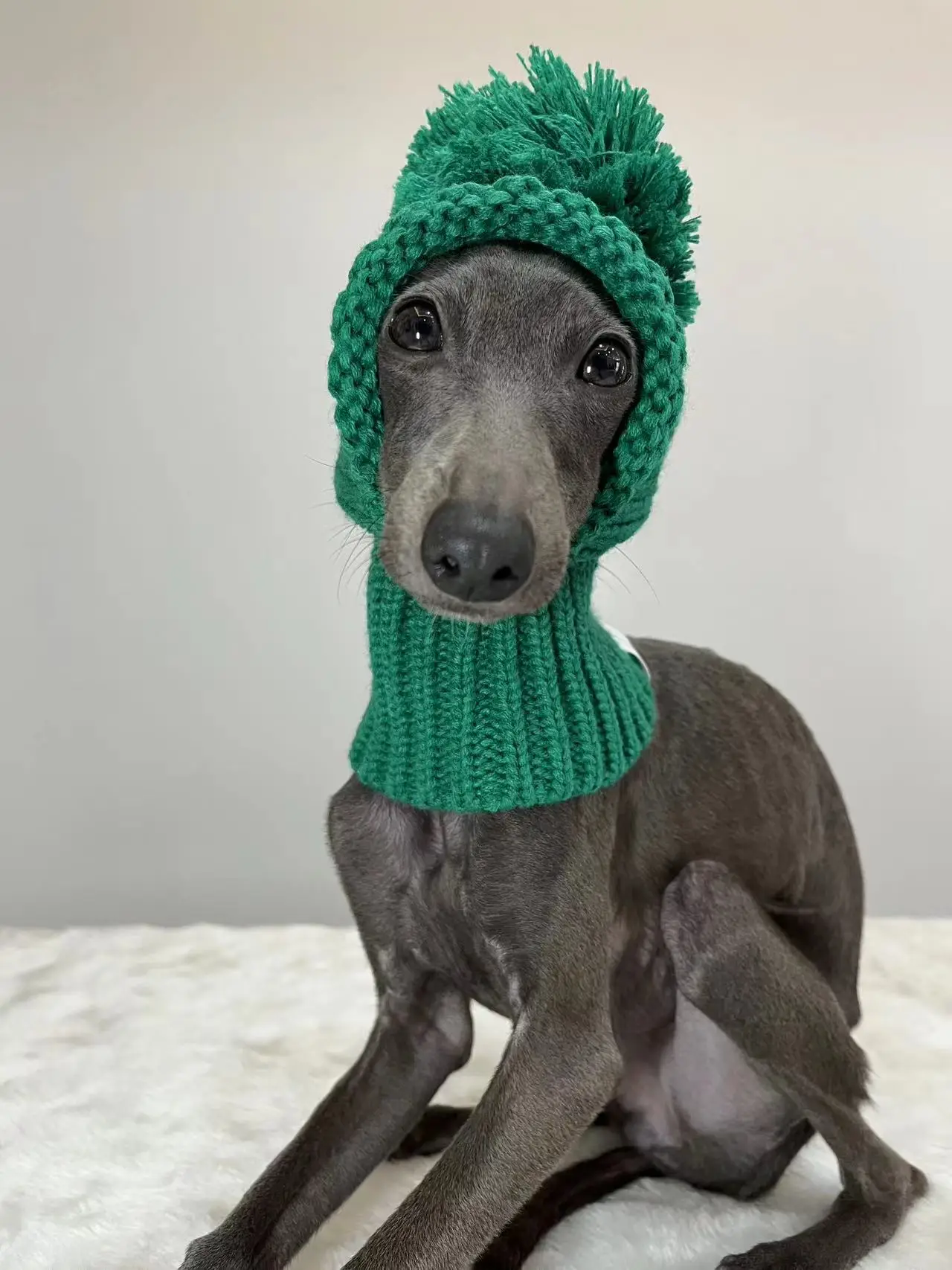 cute-green-christmas-pet-hat-for-whippets-italian-greyhounds-bichon-frises-schnauzers-more
