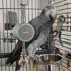 Parrot Toys to Teaching Training Bird Talking Coach Interactive Recording Playback Retell Electronic Voice Chewing Tearing  Bell 6
