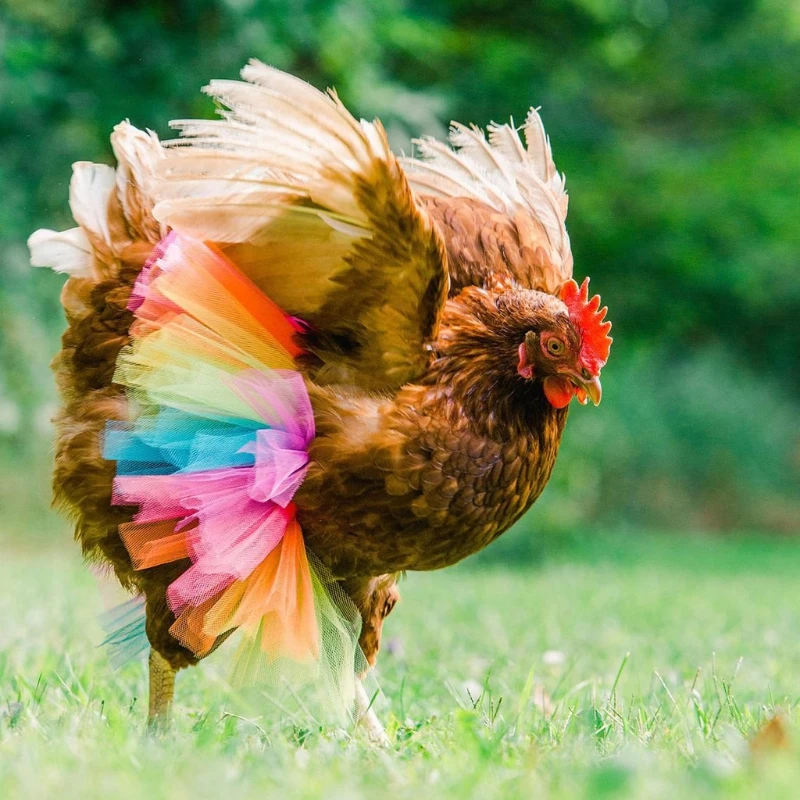 new Chicken Costume Skirt Hen Decoration Poultry Feather Protector Halloween Cosplay Dress Party Props