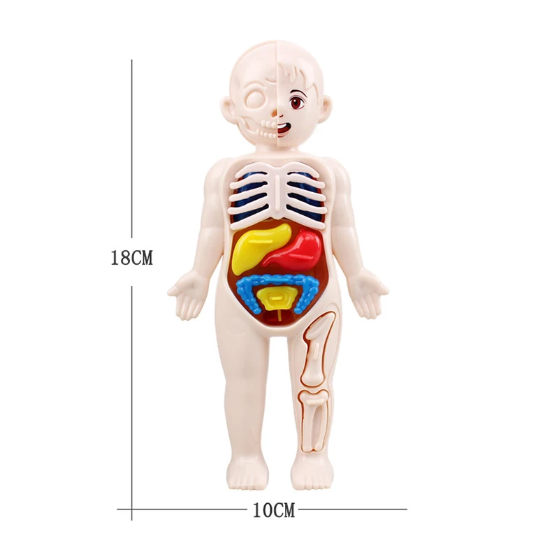 13Pcs Set Montessori Toys Children Science Education Human Body Organ Anatomy Model DIY Assembled Medical Toys Teaching Tools 3