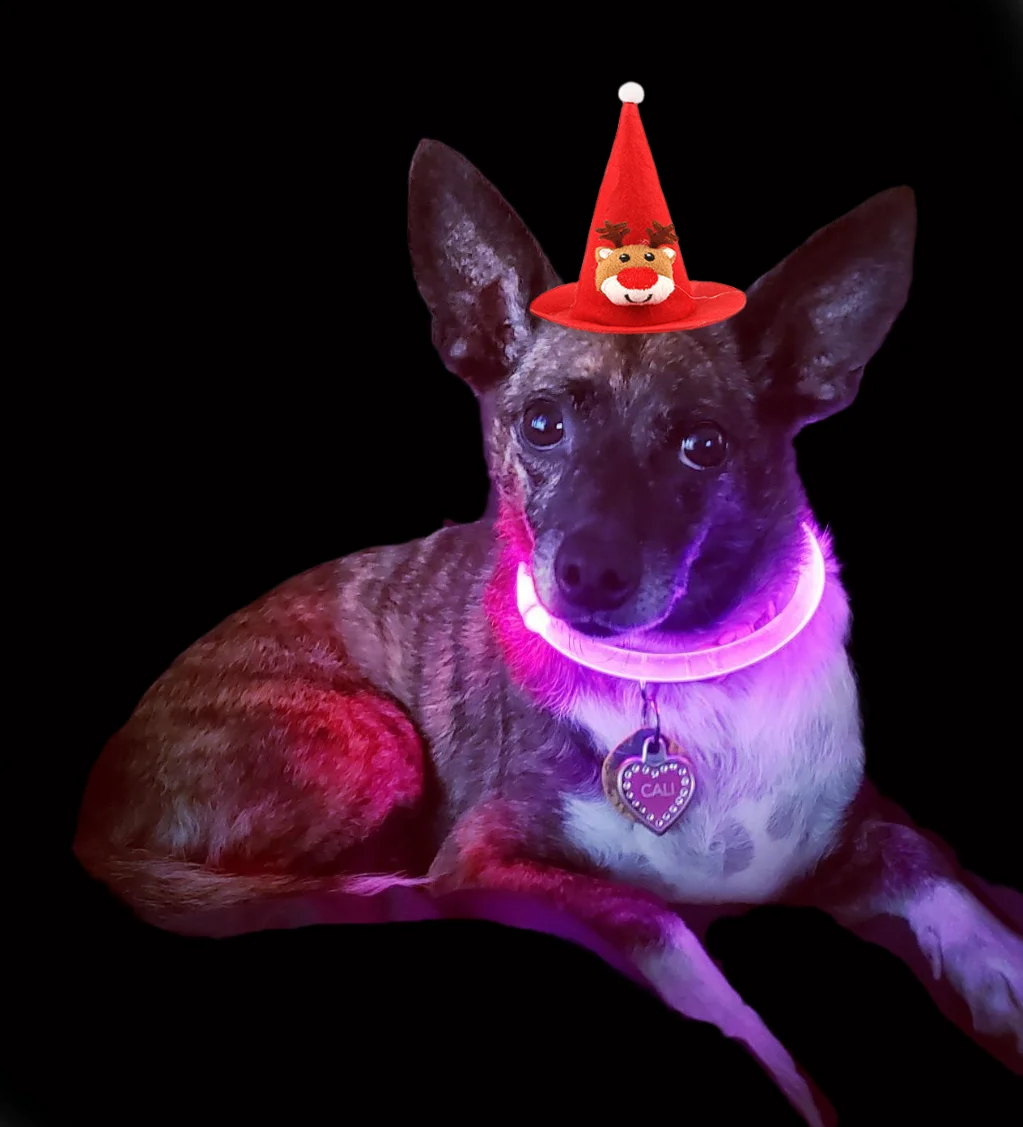 Dog Light Up Collar LED Collar Light Up Cat USB Rechargeable Christmas Decoration Pet Pet Christmas Gifts