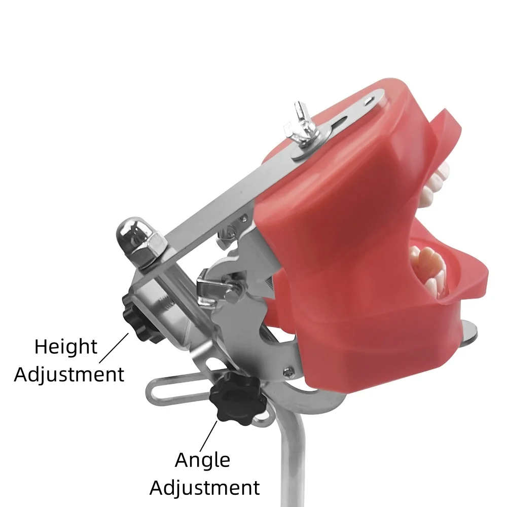 Simple Head Model Dental Simulator Phantom On Table Manikin Head With Stand For Practice Training Teaching Dentistry Equipment