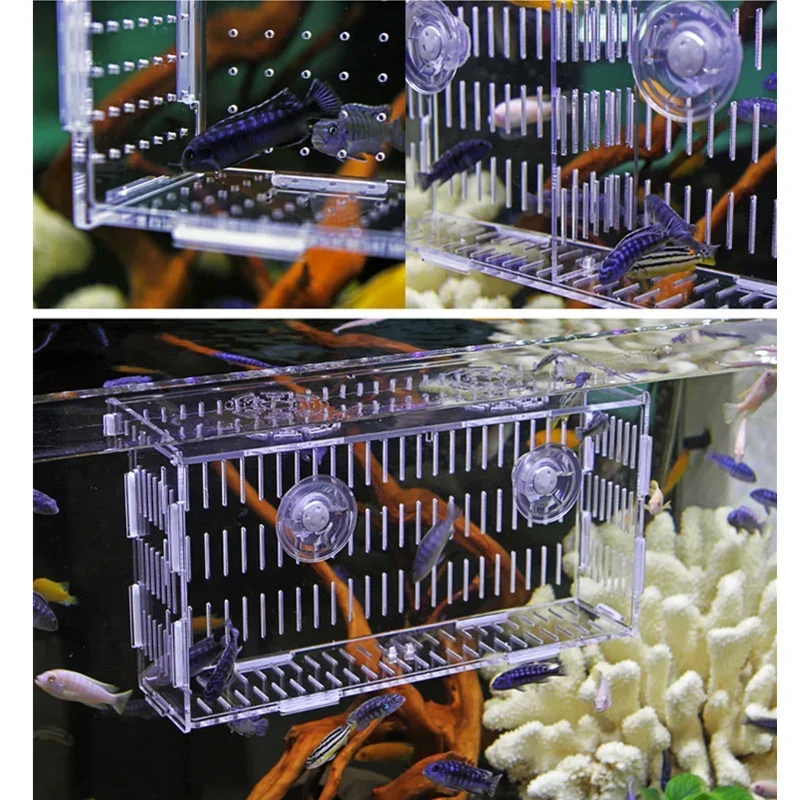 Acrylic Transparent Ornamental Betta Fish Isolation Boxes Wall-mounted Adsorption Incubator box Aquarium Breeding Fish Tank fish breeding box
