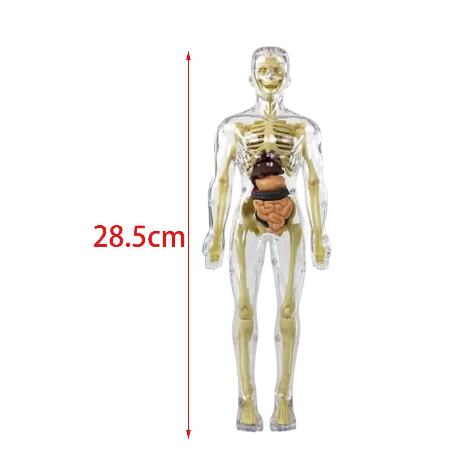 Skeleton Models For Teaching