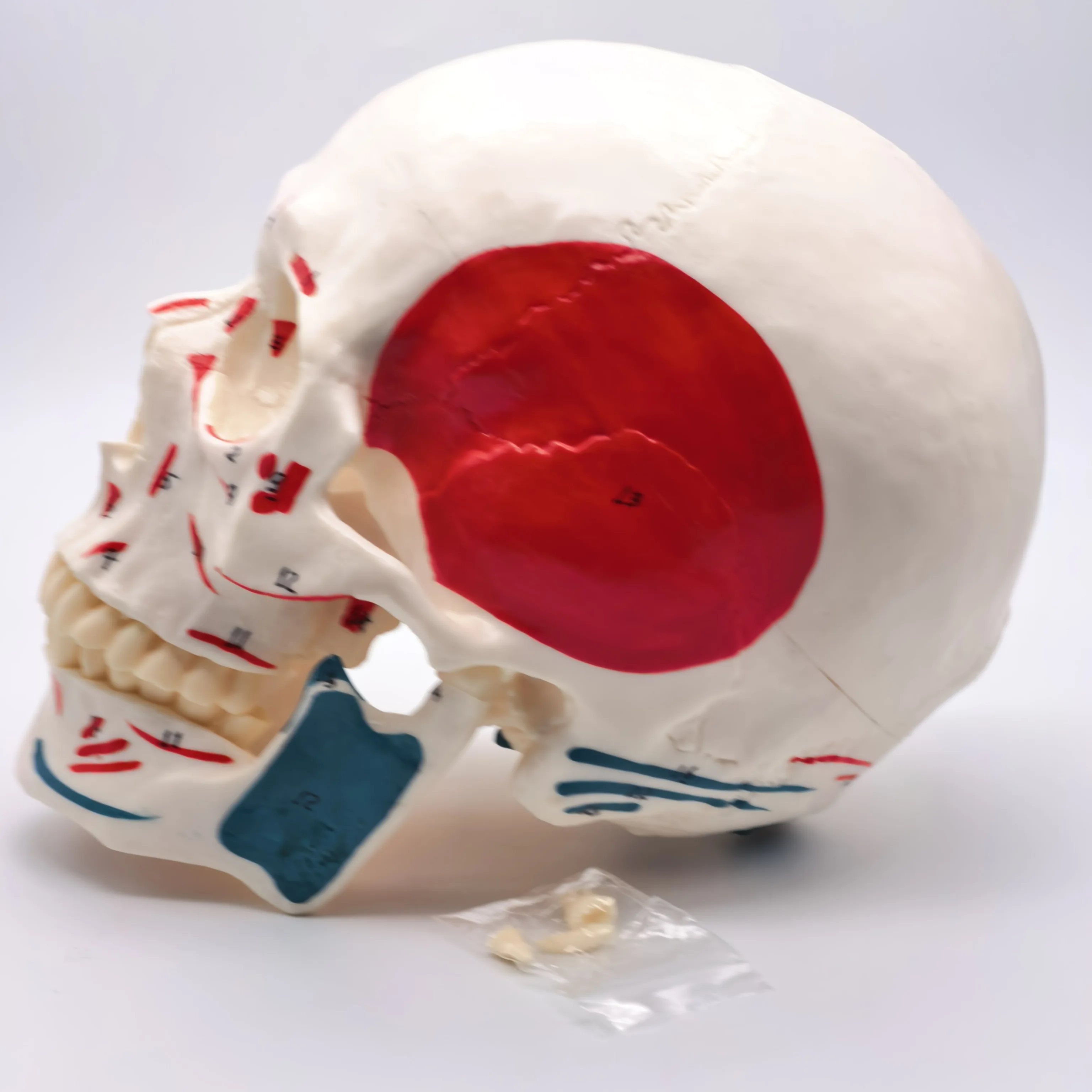 Human Skull Anatomy Model 4