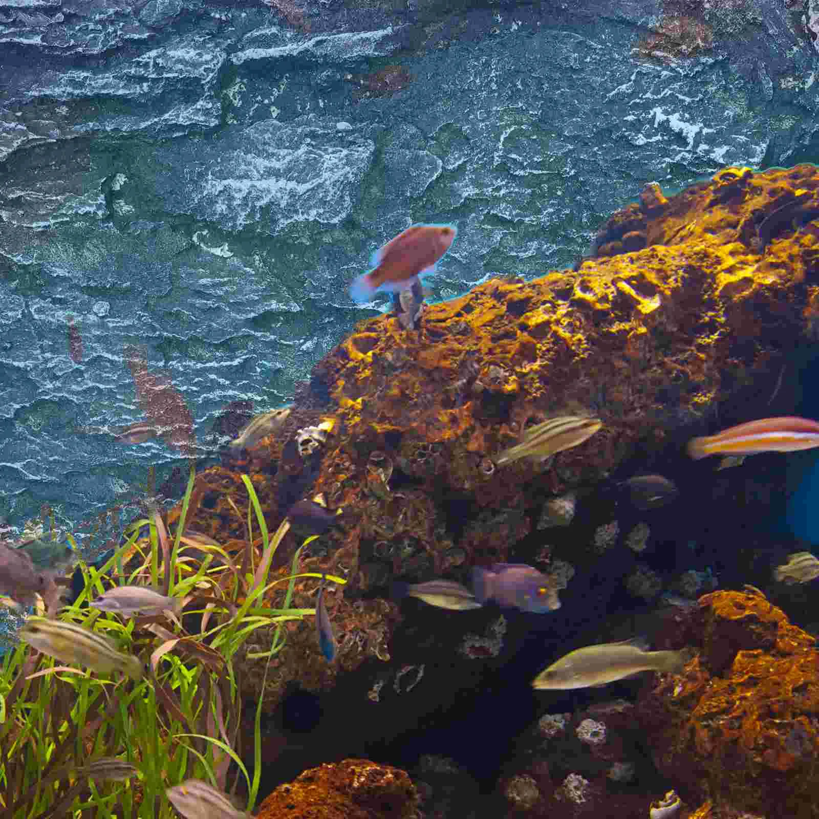 Realistic Texture Lightweight Rock Decorations Reptile Tank Habitat Board Terrarium Background Fish Tank Wallpaper Aquarium