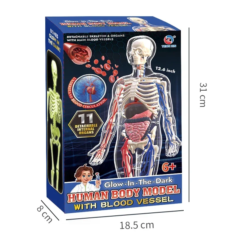 3D Human Body Anatomy Model Children Plastic Diy Skeleton Science Early Learning Aids Educational Toys Detachable Bone Models