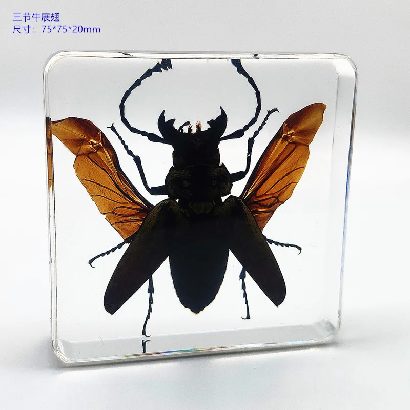 18 kind of Resin insect specimen centipede spider beetle scorpion biological handmade specimen boy gift 3