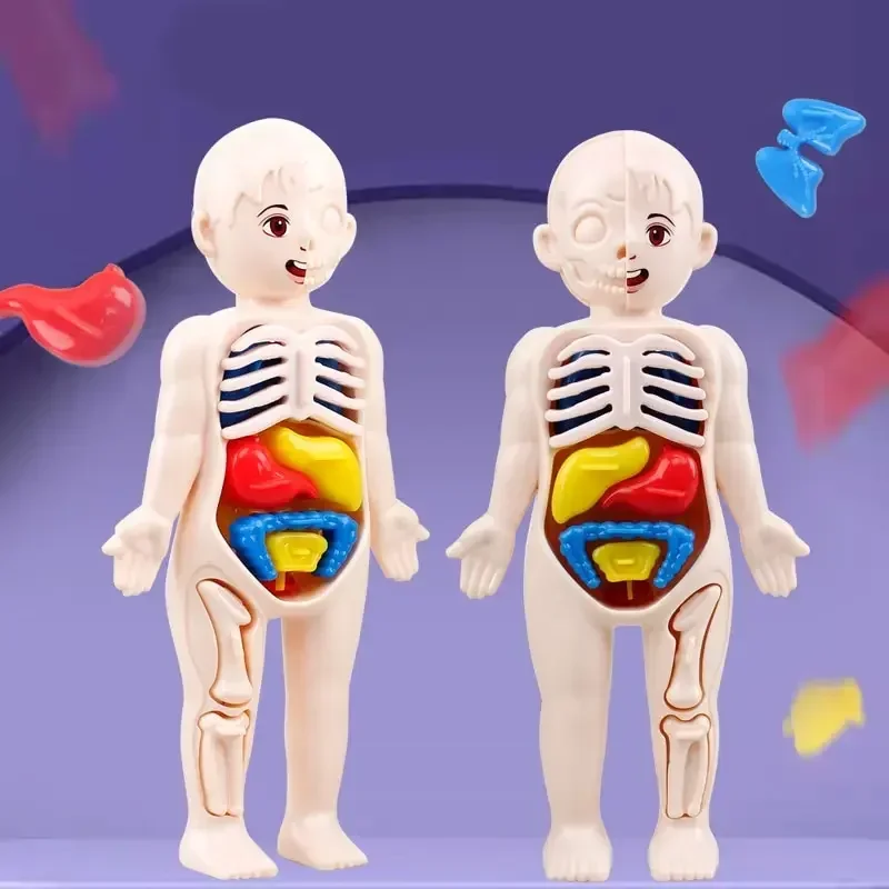 Human Body DIY Assembly 3D Puzzle Anatomy Model Teaching Process Organ Assembled Toys Body Organ Education for Children