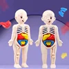 Human Body DIY Assembly 3D Puzzle Anatomy Model Teaching Process Organ Assembled Toys Body Organ Education for Children 4