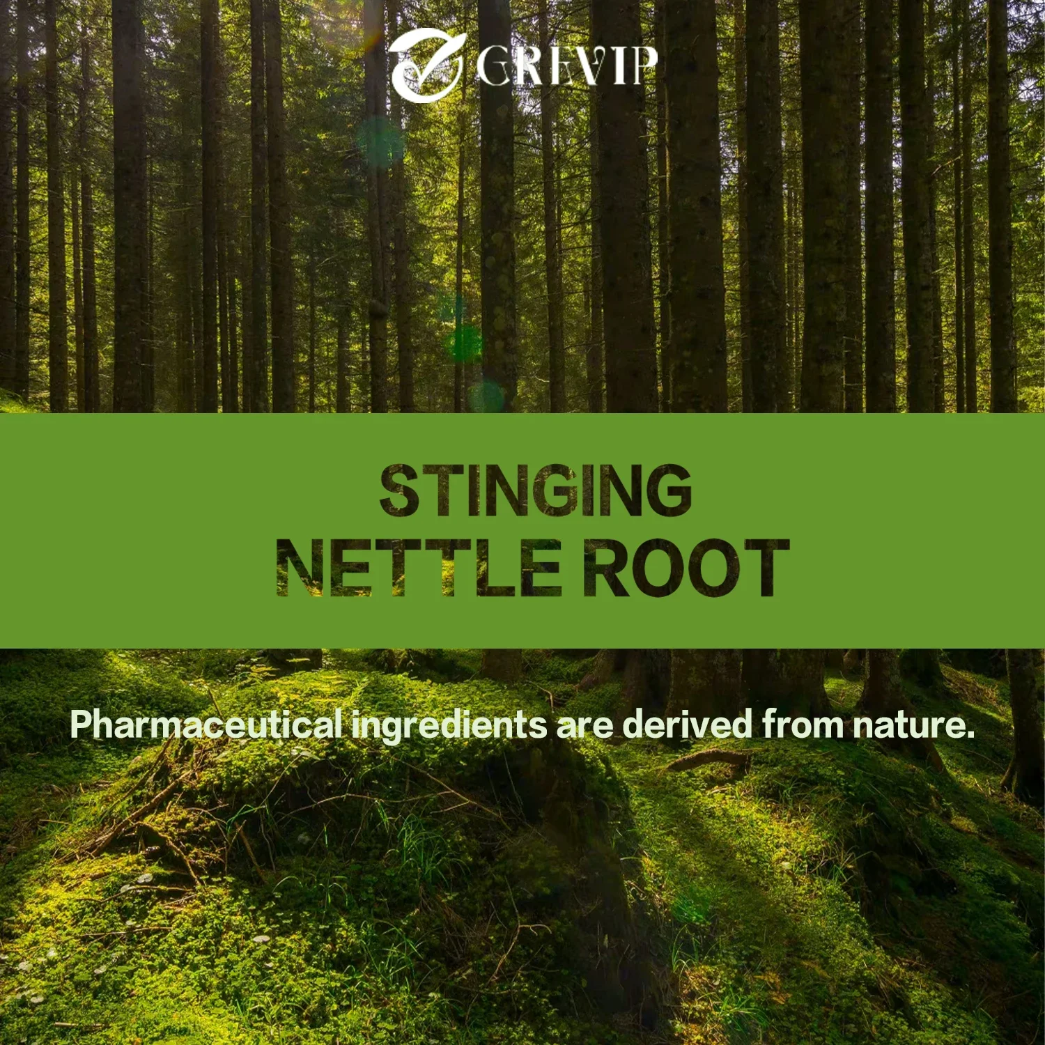 Stinging Nettle Root Extract Capsules-Promotes Prostate Health, Urinary Tract Support-Non-GMO, Gluten Free
