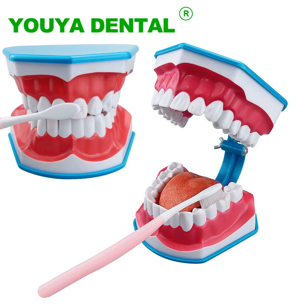 

Dental Model Standard Teeth Teaching Model Brushing Teeth Education Demonstration Model With Toothbrush Dentistry Lab Product