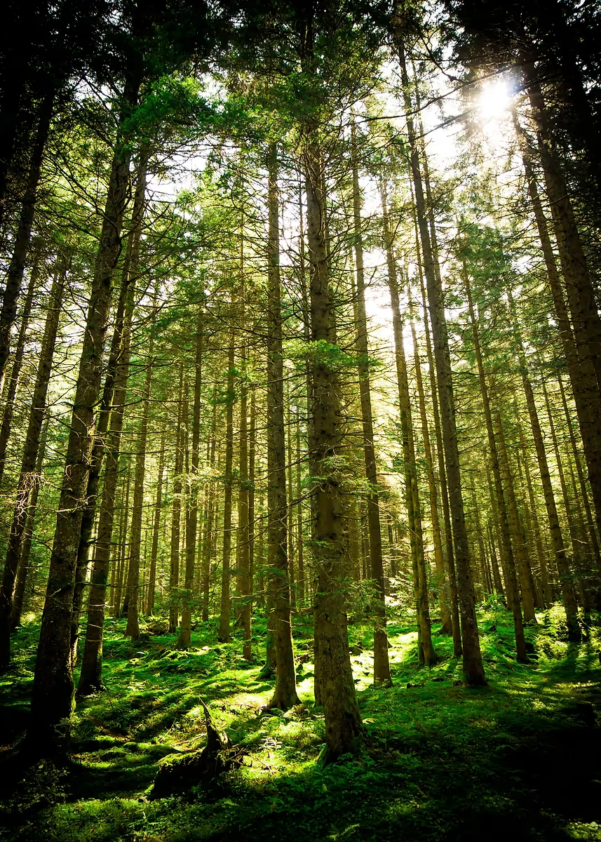 Sunlit Forest Canvas Wall Art - Green Tree Landscape Home Décor Print
