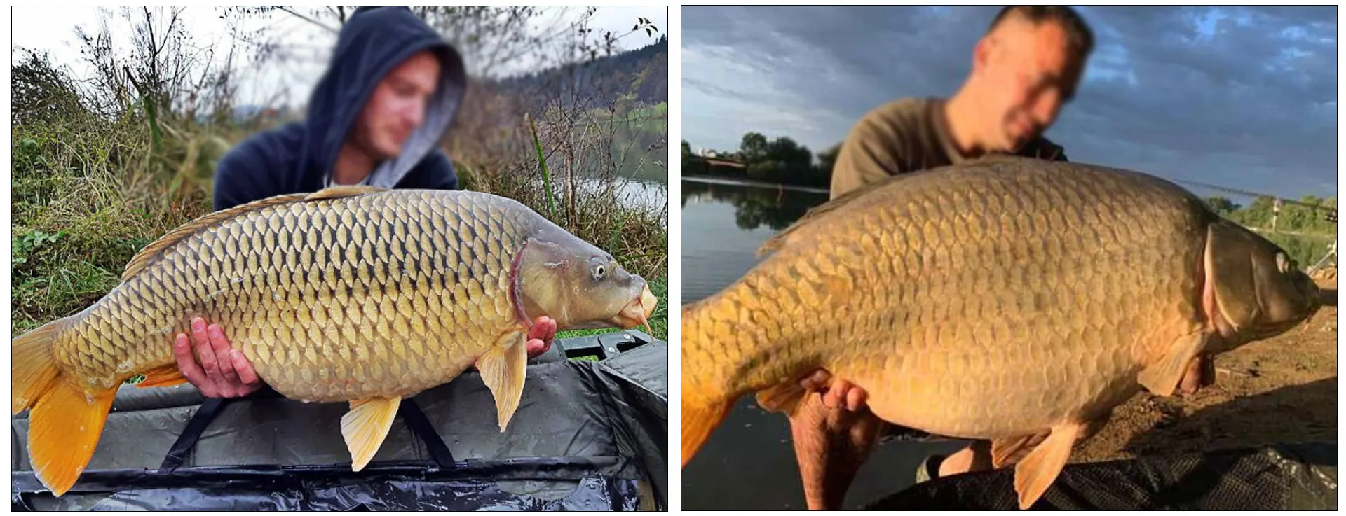 Pêche Carpe Accessoire PRO FILSTAR Lot De 10 Vis Pop Up Pour Bouillettes - 10 Mm - Vis Pop-up Pour Hameçon - Vis Pour Appâts De Pêche à La Carpe - Accessoires