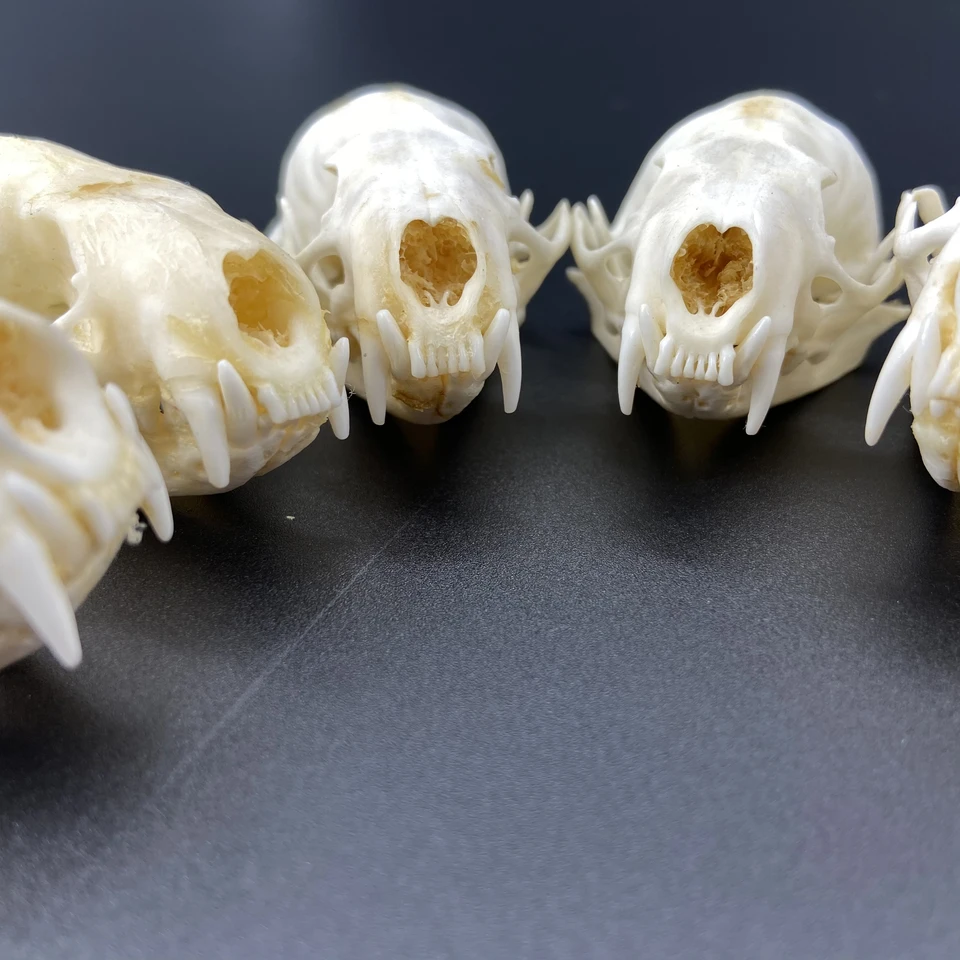 2/5/10 個本物のミンクの頭蓋骨、高級動物標本、ギフト サイズ 7