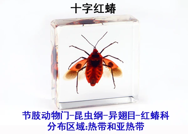 Fine beetle real insect resin specimen locust celestial beetle crab beetle ant bee firefly 4